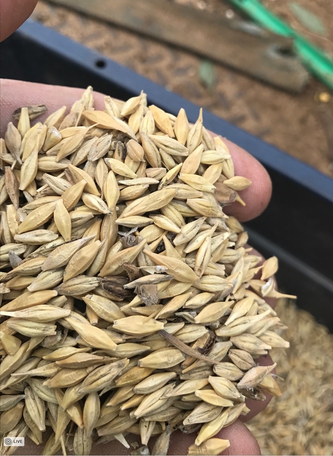 200MT Feed Barley For Sale Ex Farm Slightly Out of Spec Priced